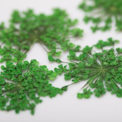 Fiori Secchi Per Decorazioni - Verde